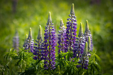 Bush Of Wild Flowers Lupine In Summer Field Meadow