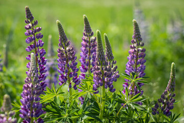 Bush Of Wild Flowers Lupine In Summer Field Meadow