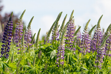 Bush Of Wild Flowers Lupine In Summer Field Meadow