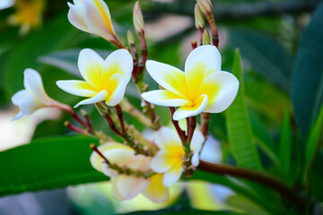 Fototapeta premium white magnolia flower