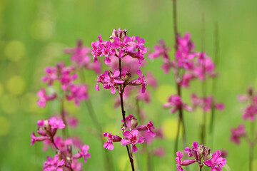 Purple flowers of Viscaria vulgaris in green grass. Summer meadow with wildflowers of sticky catchfly