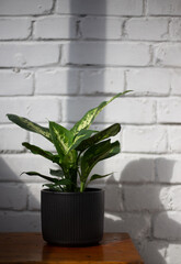 houseplant Dieffenbachia on a background of white brick wall in the sun