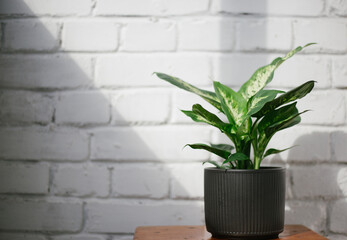 houseplant Dieffenbachia on a background of white brick wall in the sun