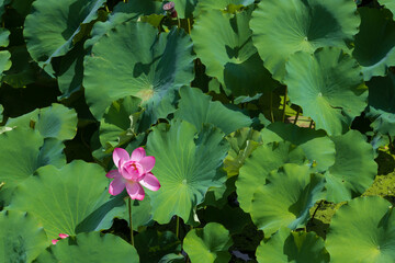 蓮の花