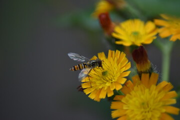 Blühendes Orangerotes Habichtskraut mit Schwebfliege
