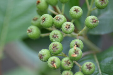 unreife Beeren - Aronia prunifolia Nero