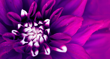 Macro photo of a purple dahlia flower background.