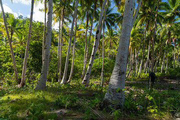 An old palm grove of tall green coconut trees, growing not far from the sea in Raja Ampat Islands,...