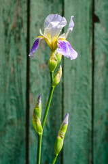 White blue iris on a background of dreams with boards © ketrin08