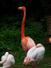 首を長く伸ばしたフラミンゴ
