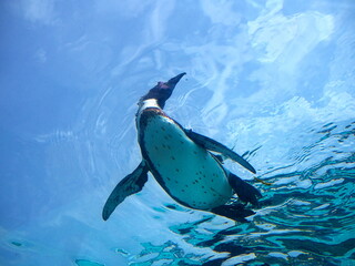 気持ちよく泳ぐペンギン
