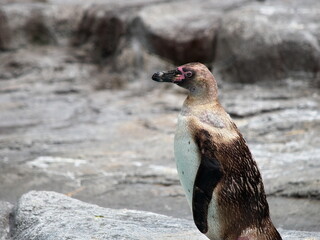 横を向いたペンギン
