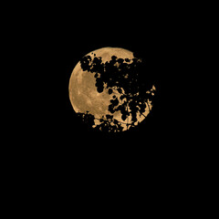 Strawberry Full Moon in Spring in Windsor in Upstate NY.   The full moon can be seen behind the leaves and branches this warm Spring Night.