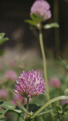 Koniczyna (Trifolium L.)