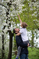 Naklejka na ściany i meble The boy is sitting in Dad's arms and reaching up to a flowering tree