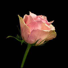 Beautiful pink blooming rose flower with green stem isolated on black background. Studio close-up shot.