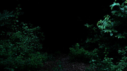 Tropical rainforest foliage plants bushes on dark background - Powered by Adobe