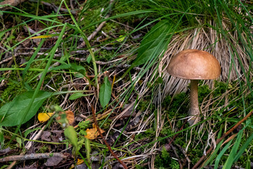 The vegetation of the forest. Small sturdy white mushroom in green grass.