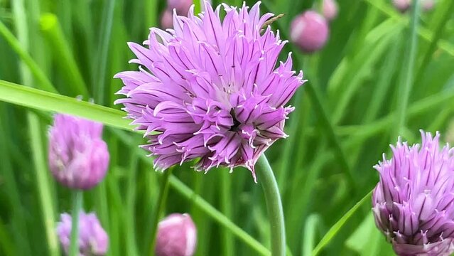 Close up spheric flower of allium decorative onion in the garden circular globe shape blooming pink purple ball heads in green background. Selective focus.