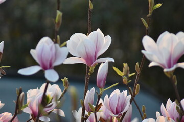 Magnolienblüten (Magnolia) © summersum
