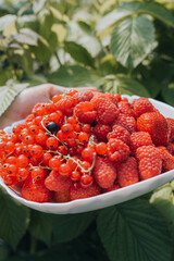 Close hands picking red currant raspberries in glass bowl in countryside backyard garden. Organic food, Agricultural sustainability eco friendly Gardening. Fresh ripe seasonal harvest picking 