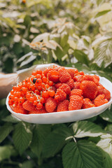 Close hands picking red currant raspberries in glass bowl in countryside backyard garden. Organic food, Agricultural sustainability eco friendly Gardening. Fresh ripe seasonal harvest picking 