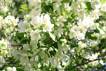 Blooming apple tree close-up