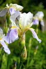 White and blue Iris in the garden © ketrin08