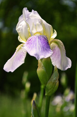 White and blue Iris in the garden