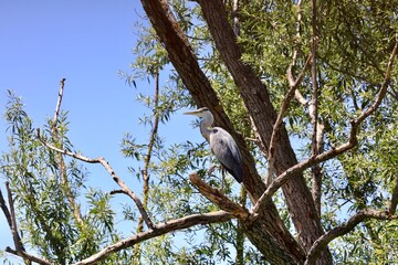 great blue heron	