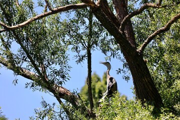 great blue heron	