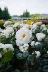 蜻蛉池公園（大阪府岸和田市）の薔薇