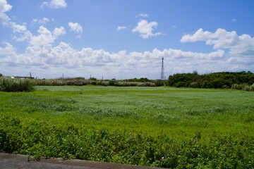 Fototapeta premium Spring green plaza and blue sky.