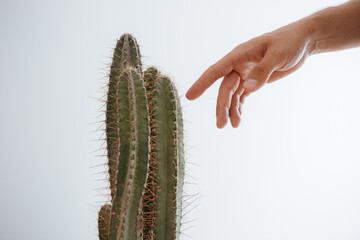 hand reaches for a sharp cactus in the interior
