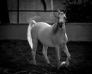 Obraz na płótnie Canvas white horse in the morning