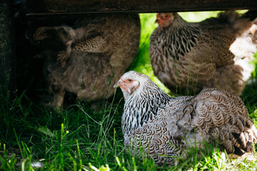 farm in summer, chicken