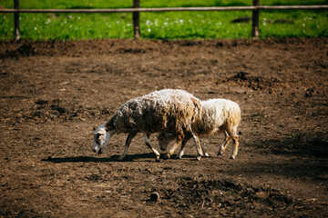 farm in summer,  sheep