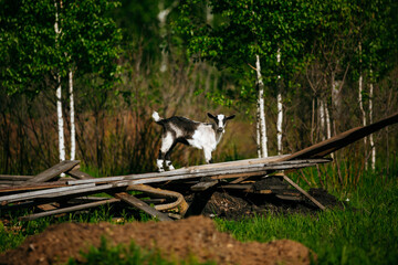 farm in summer, goatling