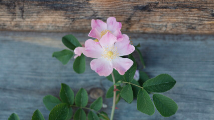 Róża dzika (Rosa canina L.)