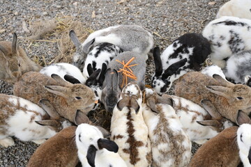 A group of cute long-eared bunnies are enjoying a delicious meal of small pieces of carrots. Some...