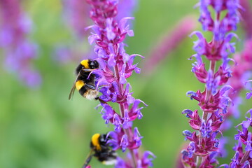 Bees on flowers