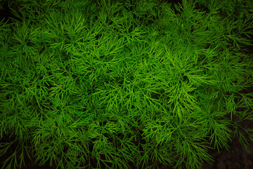 Young sprouts of dill grow in the ground