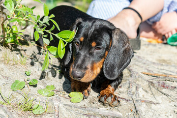 Dachshund puppy close up portrait.