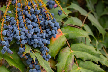 close-up of Mahonia aquifolium Oregon grape or Oregon grape , blue fruits and green and red leaves on a wooden background, selective focus