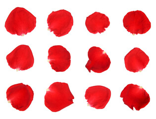 red rose petals isolated on a white background.	
