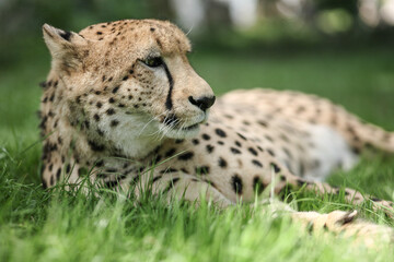 An older cheetah resting in grass is watching