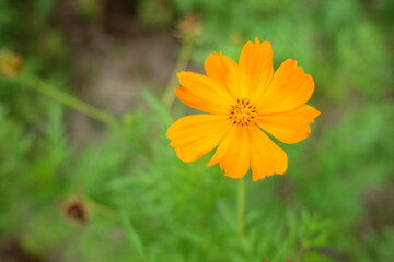 selective focus on beautiful blooming orange cosmos flower with blurred background
