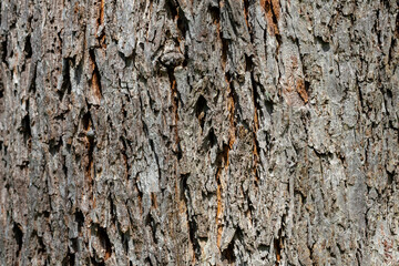 Caucasian wingnut (Pterocarya pterocarpa) tree bark texture