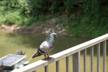 The pigeon holding the edge of the bridgel