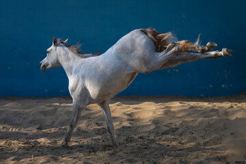 Fototapeta na wymiar white horse running on the beach